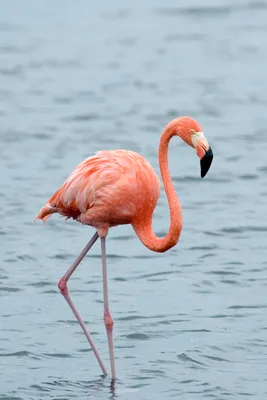 colorful red flamingo face looking to the left Stock Photo | Adobe Stock