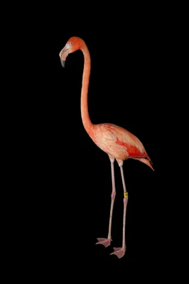 Flamingo bird on the beach on Craiyon