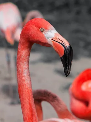 40 Beautiful Pictures of Pink Flamingo Birds - Tail and Fur | Pink  flamingos birds, Pink flamingos, Flamingo