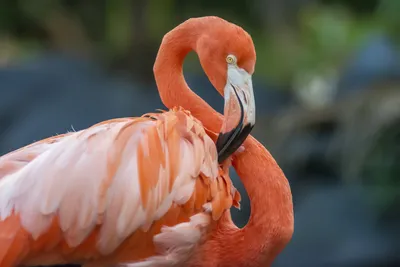 Public Domain Picture | Red flamingo | ID: 13943988012840 |  PublicDomainFiles.com