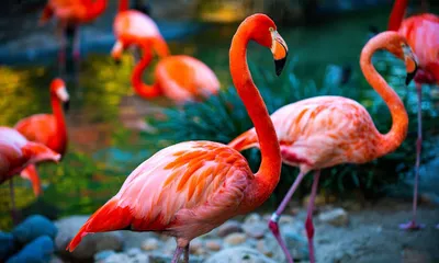 Flamingo, American - Safari West