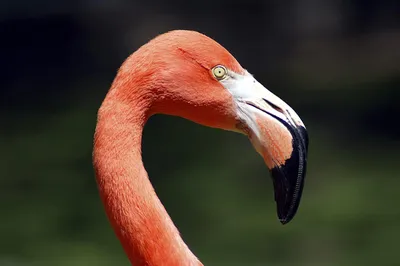 American (Red) flamingo ~ Flamant rouge | The American flami… | Flickr