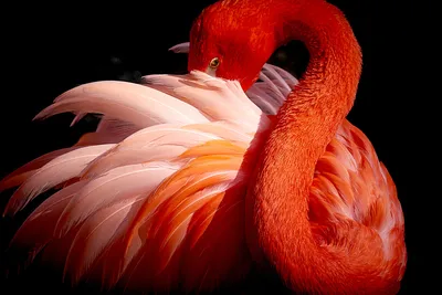 Vibrant flamingo, captured in hd on Craiyon