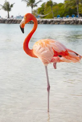 Red Flamingo · Free Stock Photo