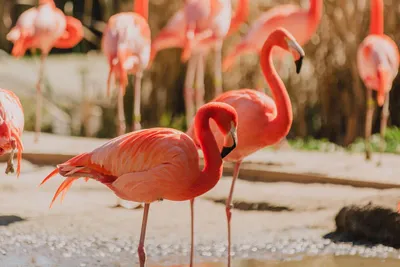 A 'pink wave' could be good news for Flamingo conservation in Florida | WLRN