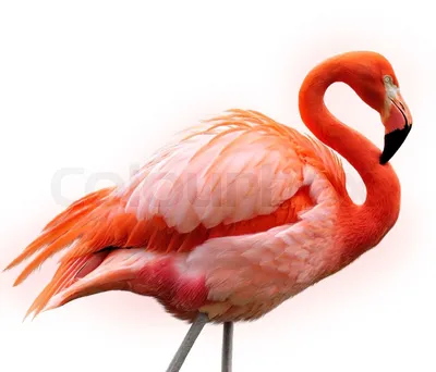 Red flamingos hi-res stock photography and images - Alamy