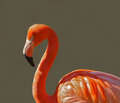 Caribbean Flamingo | The Maryland Zoo