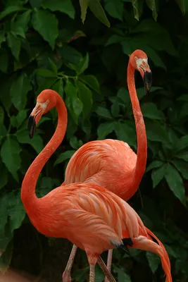 red flamingo - Vogelpark Avifauna