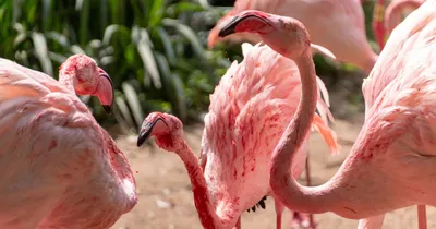 Photo Ark: American Flamingo