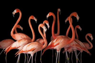 Red Flamingo at Lover's Key Beach, Florida | Smithsonian Photo Contest |  Smithsonian Magazine