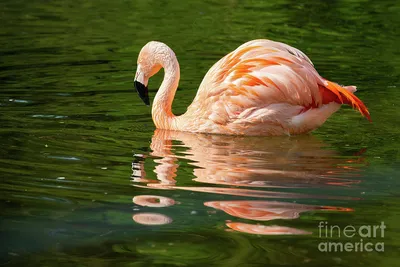 Video of Bizarre Way Flamingos Feed Young Weirds Out Viewers