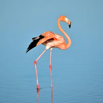 American flamingo - Zoo Dresden