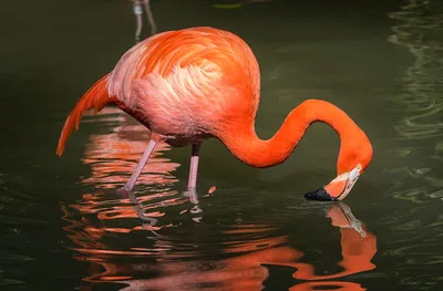 American or Caribbean flamingo, Phoenicopterus ruber. Flamingos or  flamingoes are a type of wading bird in the family Phoenicopteridae. Red  Flamingos Stock Photo - Alamy