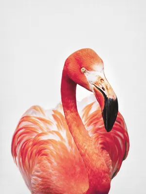 colorful red flamingo face looking to the right Stock Photo | Adobe Stock