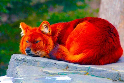 Зоологический форум / Дхоль, красный, или горный волк (Cuon alpinus)