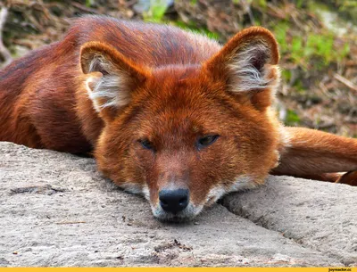 Волк красный — Cuon alpinus