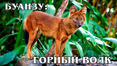 Красный волк (Cuon alpinus) » uCrazy.ru - Источник Хорошего Настроения