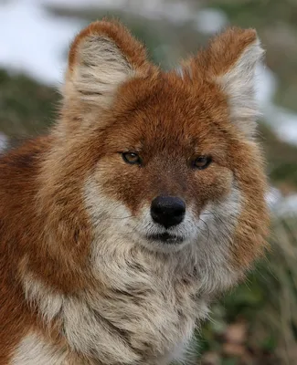 DHOLE: An Asian hybrid of fox, wolf and jackal? Interesting facts about  wolves and animals - YouTube