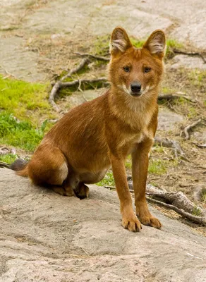 Красный волк (Cuon alpinus)