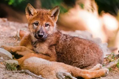 Горный Волк Cuon Alpinus Lepturus — стоковые фотографии и другие картинки Горный  волк - Горный волк, Без людей, Вымирающие виды - iStock