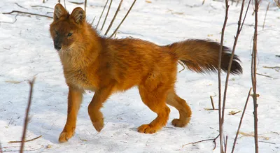 Красный волк, или горный волк | zoo-ekzo.ru - Экзотические животные