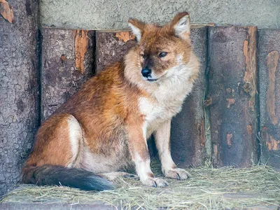 Красный волк (Cuon alpinus)