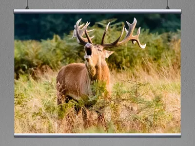 Красный олень🦌 — самый крупный олень…» — создано в Шедевруме