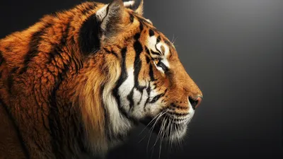 Разогревающий пластырь «Красный тигр». купить, отзывы, фото, доставка -  Совместные покупки в Калининграде и области