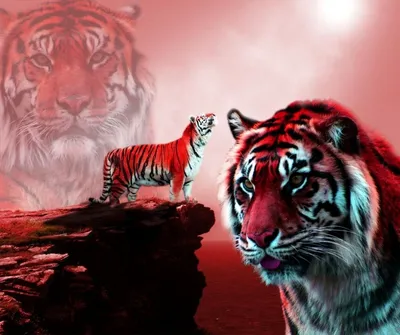 Красивый ярко-красный тигр проходит по калиткам ярко-зеленых травяных  джунглей, мощного крупного азиатского кота у скал Стоковое Фото -  изображение насчитывающей ангстрома, млекопитающее: 158230704