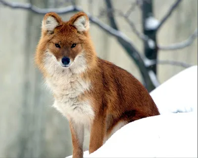 Красный волк (Cuon alpinus)