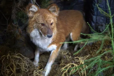 Красный волк canis lupus rufus - редкий вид волков, обитающий на  юго-востоке сша. | Премиум Фото