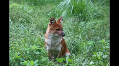 Волк красный — Cuon alpinus