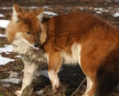 Красный волк (Cuon alpinus) » uCrazy.ru - Источник Хорошего Настроения