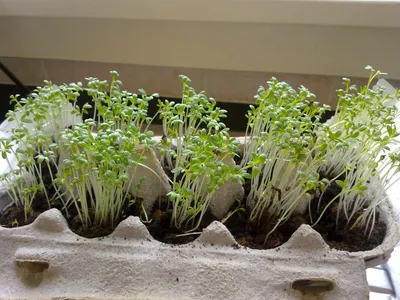 Выращивание кресс салата на подоконнике