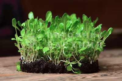 Кресс-салат семена для выращивания микрозелени купить с доставкой |  питомник Васхнил