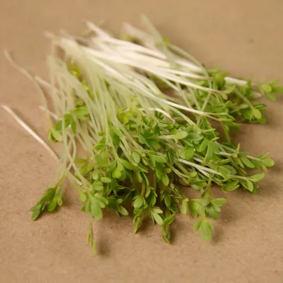 Кресс-салат семена микрозелени, 500 г