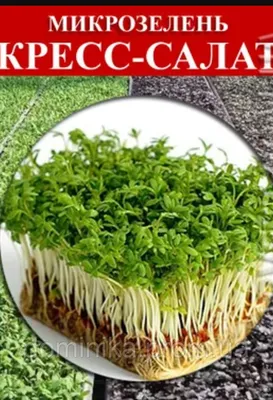 Семена на микрозелень «Кресс-салат» 0.5 кг, цена 350 грн — Prom.ua  (ID#1289298589)