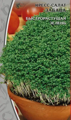Кресс-салат Забава 1 гр цв.п. 🍀 Купить семена - Цена 19 руб