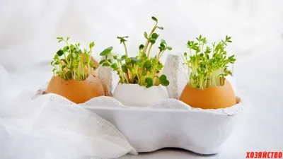 Пасхальные яйца с кресс-салатом: шаг за шагом - archidea.com.ua