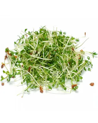 Купить микрозелень кресс салат в Fruitonline