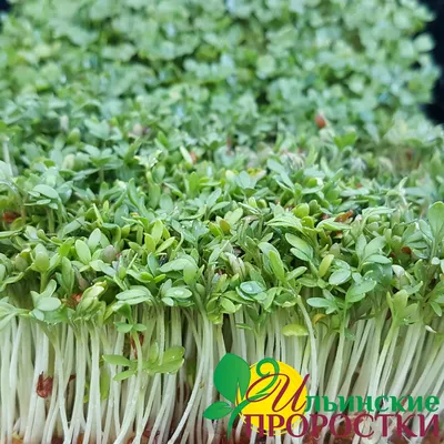 Кресс салат для проращивания микрозелени купить в магазине «Ильинские травы»