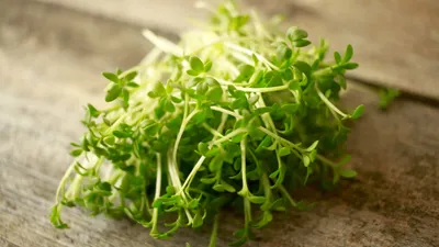 Каталог Кресс-салат - семена для выращивания микрозелени от магазина Чистый  продукт