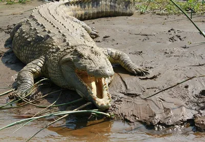 Крокодил Густав – существо, держащее в страхе жителей Африки | Animal  Kingdom | Дзен
