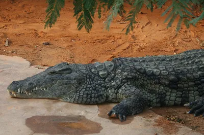 Крокодил категория