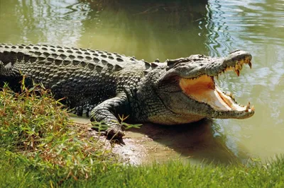 Гребнистый крокодил - 68 фото