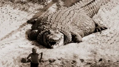 Bloody Gustav. Man-eating crocodile that killed over 300 people - YouTube