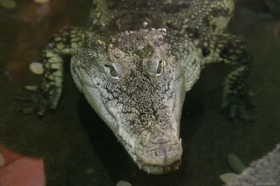 GIANT CROCODILES that we managed to capture on video! - YouTube