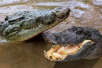 Крокодил и аллигатор фото