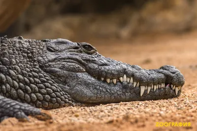 Крокодил, аллигатор, кайман и гавиал - в чем разница | Никита Терёхин | Дзен