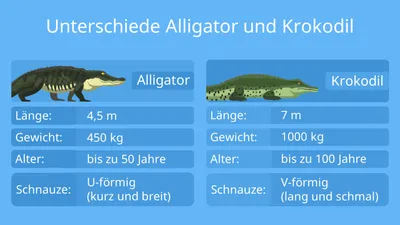 Unterschied Alligator Krokodil • Fakten zum Vergleich · [mit Video]